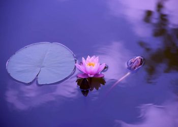 Utforska mindfulness-övningar för ökad närvaro och lugn