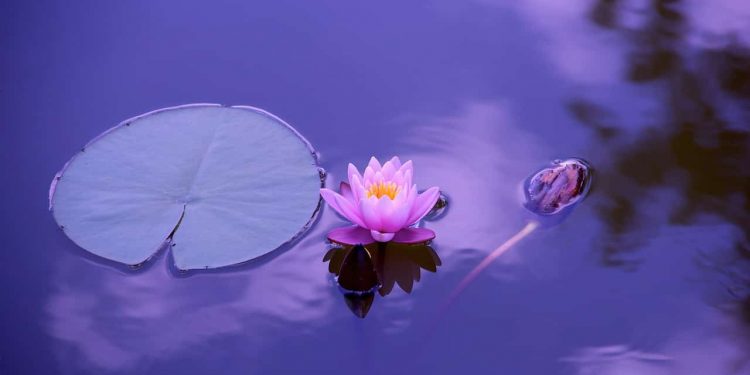 Utforska mindfulness-övningar för ökad närvaro och lugn